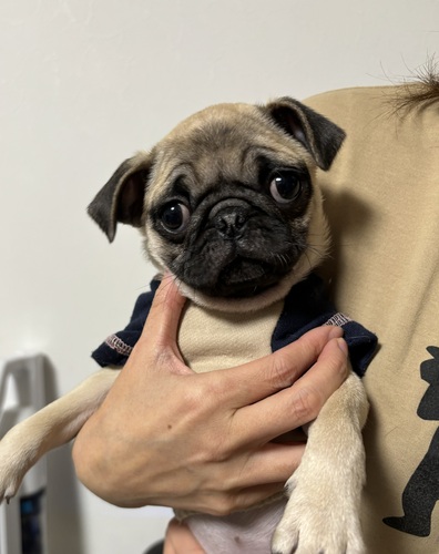パグ 犬の販売・譲渡 5386 元気イッパイ・小柄なパグちゃん