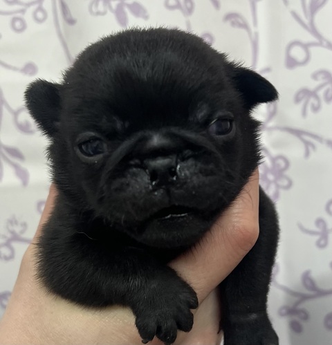 パグ 犬の販売・譲渡 5392 黒パグの男の子