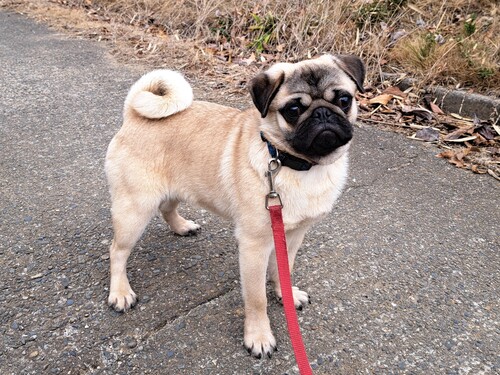 パグ 犬の販売・譲渡 5395 元気な良血統のパグの男の子