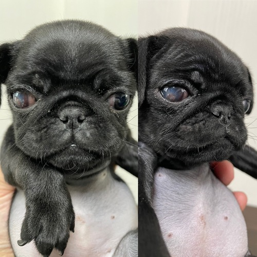 パグ 犬の販売・譲渡 5405 黒パグの女の子 訳あり