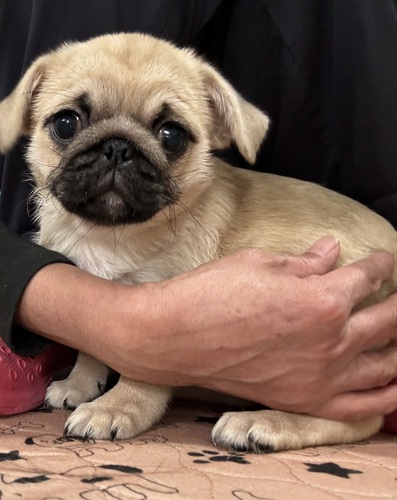 パグ 犬の販売・譲渡 5406 パグニーズです。