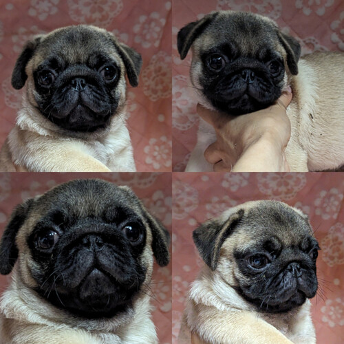 パグ 犬の販売・譲渡 5425 両親JKCチャンピオン直子、遺伝子検査クリア