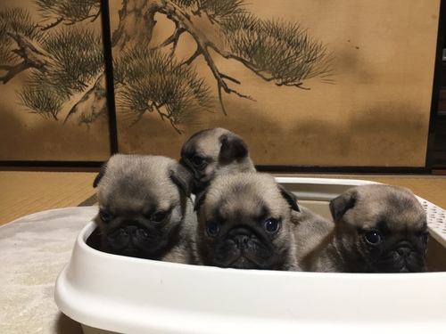 パグ 犬の販売・譲渡 5426 ブサ可愛さ満点 4兄妹です。
