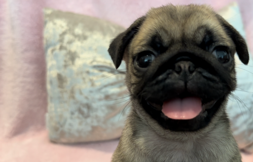 パグ 犬の販売・譲渡 5431 ニコニコの可愛いフォーンパグちゃん♡