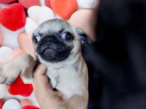 パグ 犬の販売・譲渡 5436 極小☆チワワサイズのパグちゃん