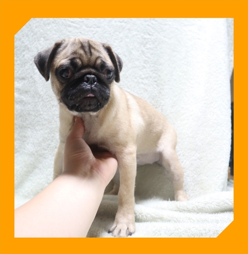 パグ 犬の販売・譲渡 5437 ●フォーン・総額価格です。●