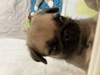 pO q T ̔I 5441