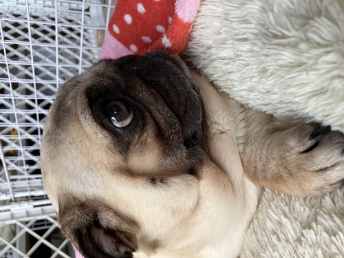 パグ 犬の販売・譲渡 5445 販売終了