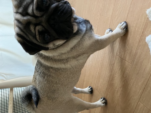 パグ 犬の販売・譲渡 5459 犬舎縮小の為