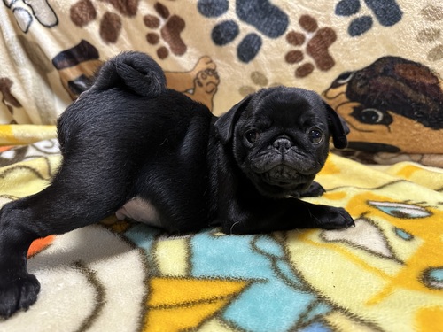 パグ 犬の販売・譲渡 5461 ブラックパグの可愛い男の子