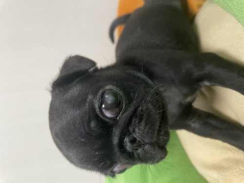 パグ 犬の販売・譲渡 5465 訳あり黒パグの女の子