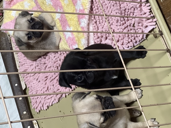 愛嬌たっぷり兄弟達 犬の販売 5470
