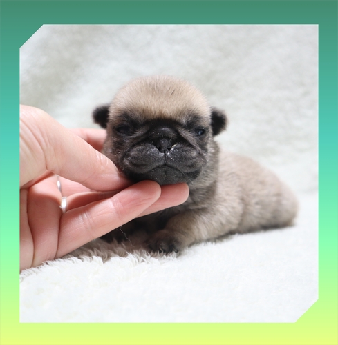 パグ 犬の販売・譲渡 5472 ●フォーン3兄妹●