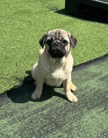 パグ 犬の販売・譲渡 5477 とっても愛らしいフォーンのパグ兄妹です。