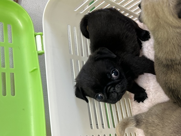 胴も短く足も太く短く。ブラック男の子 犬の販売 5480