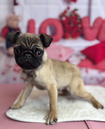 パグ 犬の販売・譲渡 5481 フォーンカラーのパピーちゃん!