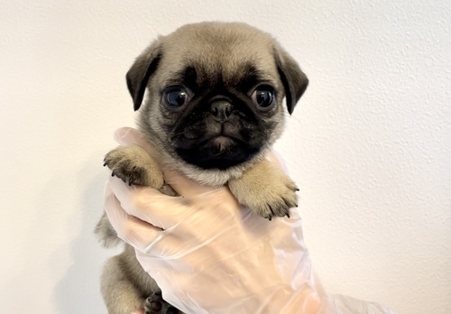 パグ 犬の販売・譲渡 5486 パグの女の子!!