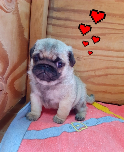 pO ̔̔En 5489 ӂ[񂿂ƍς