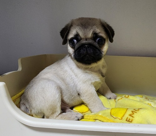 パグ 犬の販売・譲渡 5491 期間限定SALE!