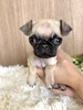pO q T ~jTCY̏̎q... 5495