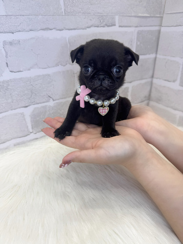 パグ 犬の販売・譲渡 5499 ミニミニちゃん。お迎え総額。