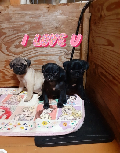 パグ 犬の販売・譲渡 5500 3兄弟〜\(^-^)/