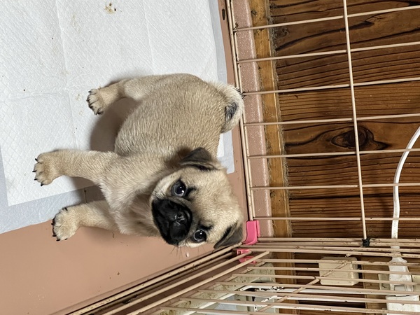 パグ 犬の販売・譲渡 5502 お父さんはJKCチャンピオン