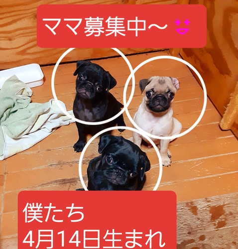 パグ 犬の販売・譲渡 5507 ふぉーんくんと黒ぱぐくん\(^-^)/
