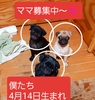pO q T ӂ[񂭂ƍς... 5507