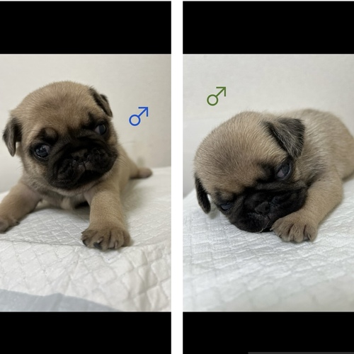 パグ 犬の販売・譲渡 5508 ☆パグ兄弟☆