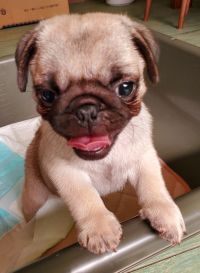パグ 犬の販売・譲渡 5509 むっちむちコロコロのパグちゃん誕生です!!