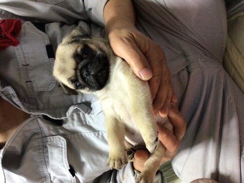 パグ 犬の販売・譲渡 5515 おにぎり君