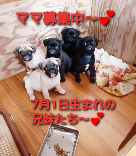 パグ 犬の販売・譲渡 5519 わちゃわちゃ5兄妹\(^-^)/