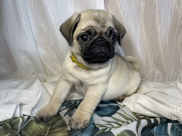 パグ 犬の販売・譲渡 5523 ムチムチのパグ3兄弟