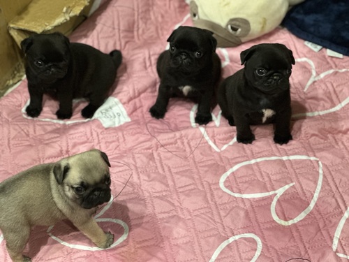 pO ̔̔En 5524 pǑZłB