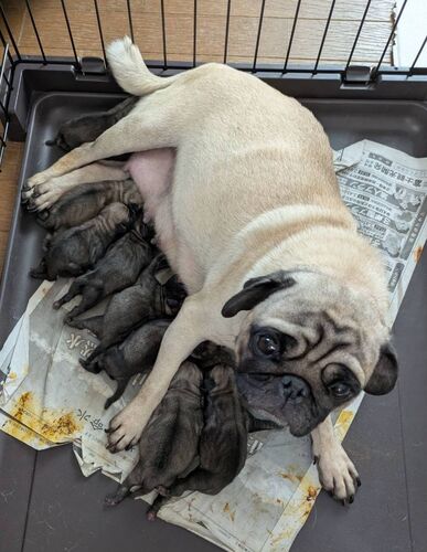 �����p�O�̎q�� ���̔̔� 5526