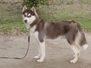 訓練済み 甘えん坊なハスキー犬 No 1433 ハスキー 犬の出産情報 子犬販売 Dogoo Com 訓練済み 甘えん坊なハスキー犬 No 1433 ハスキー 犬の出産情報 子犬販売 Dogoo Com