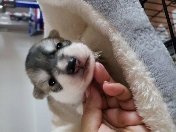 可愛いハスbaby産まれました。 犬の販売 1438