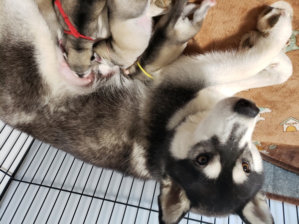 可愛いハスbaby 犬の販売 1441