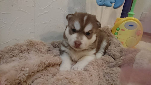フサフサの毛に顔を埋めたい!ハスキーの子犬! 犬の販売 1445