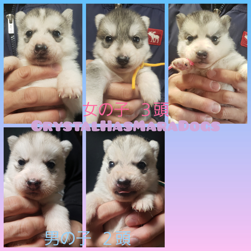 可愛いハスキーbaby沢山産まれてます。 犬の販売 1449