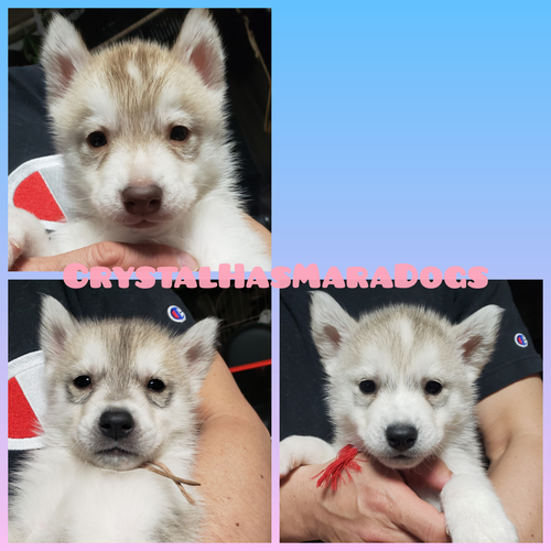 GW前引き取り限定で今の価格から10万円引き!! 犬の販売 1452
