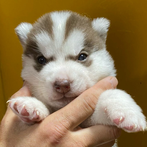 決まりました 犬の販売 1457