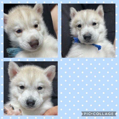外産輸入犬の子犬産まれてます 犬の販売 1459