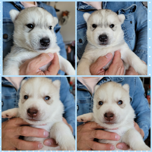 輸入犬の子犬 犬の販売 1461