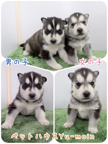 ご家族様が決まりました♪ 犬の販売 1462