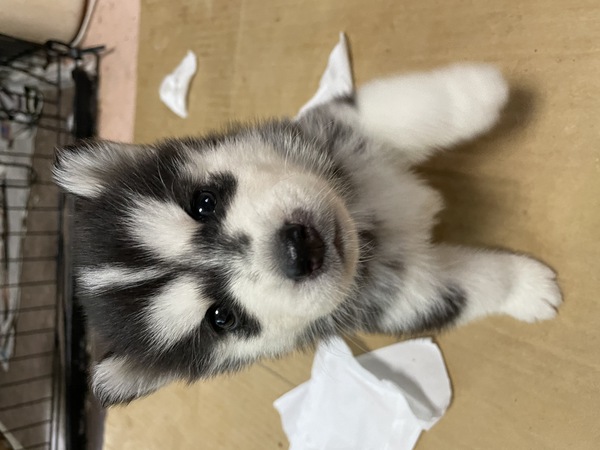可愛い仔犬達です。100%母乳で コロコロすくすく 犬の販売 1464