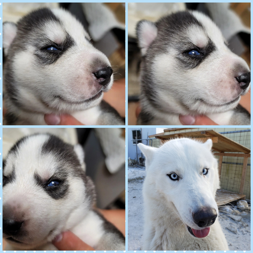 大きく綺麗なブルーアイの男の子 犬の販売 1467