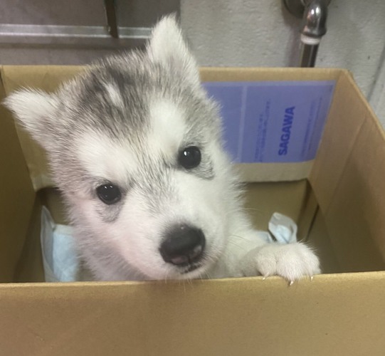 抜群シルバーハスキー 犬の販売 1468
