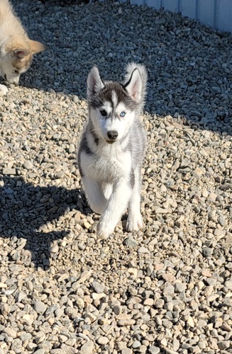 輸入犬の仔犬 犬の販売 1469